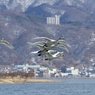 まもなく諏訪湖に春の訪れ