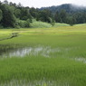 8月の湿原