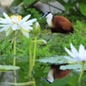 闊歩