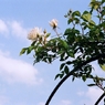 白いバラ・アーチ
