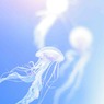 天にも昇るような気持ち…