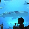 ちゅら海水族館　花より団子