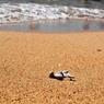 小浜島　浜辺