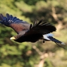 優雅に滑空