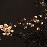 花灯り