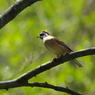 IMGP9765a