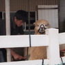 散髪中