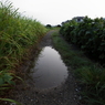 雨あがり（２）