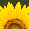 SUN flower