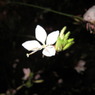 夜の花