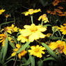 夜の花