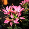 夜の花