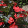 夜の花