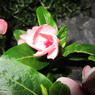 夜の花