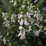 夜の花