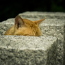 Hide and Seek