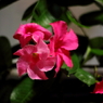 軒先の花
