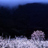 花曇り