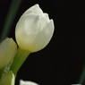 蕾