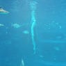 海遊館　垂直なジンベエザメ