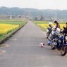 菜の花