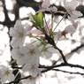 桜 2009