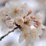 桜　2009