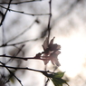 桜　2009