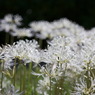 SEPTEMBER WHITE