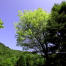 高原の風