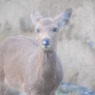2009-04-12_0235