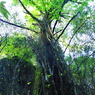 桂の巨木