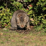 通りすがり猫41