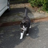 通りすがり猫44