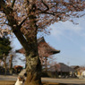 桜の樹の下で