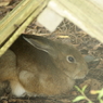 トウホクノウサギ 1