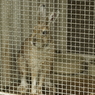 トウホクノウサギ 2