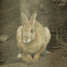 キュウシュウノウサギ