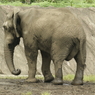 アフリカゾウ 3