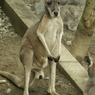 アカカンガルー 1