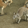 アカカンガルー 2