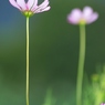 燦々