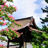 長浜旅情　御坊に百日紅