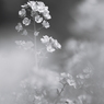 Dressing of spring