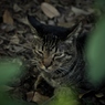 In the bushes