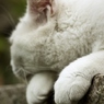 Cat hands