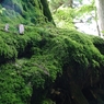 苔むす