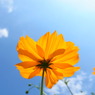 オレンジの花と青い空