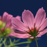 Cosmos　- Pink -