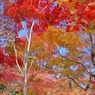 本土寺の紅葉7
